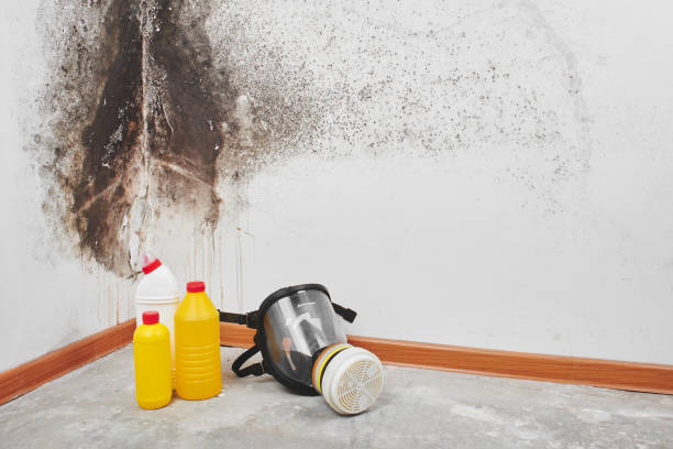 Best Mold Prevention Services  in North Apollo, PA