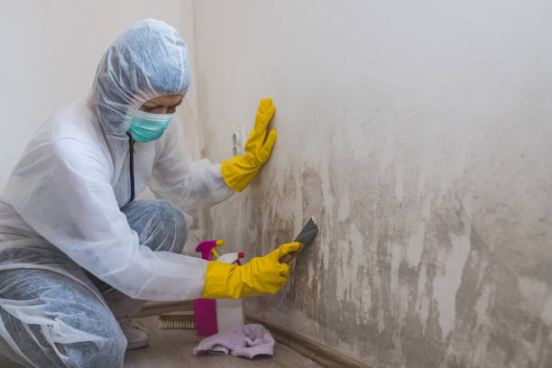 Best Basement Mold Removal  in North Apollo, PA